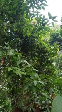 Güzel botanik fotoğrafı, doğal duvar kağıdı.