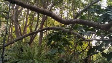 Ormanda yeşil yapraklar