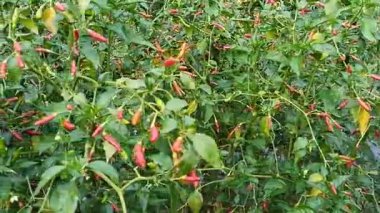 Bahçede olgun kırmızı biberler