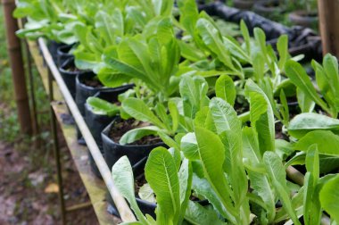 Canlı yapraklı yeşilliklerin yakın plan çekimi bir bahçe ortamında gelişiyor. Görüntü yemyeşil ve taze marul sıralarına odaklanıyor..