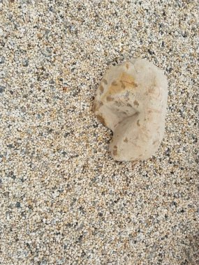 Yakın çekim, doğal oluşumların güzelliğini gözler önüne seren, çakıl taşlarından bir yatakta dinlenen yıpranmış, dokulu bir taşı ortaya çıkarır..