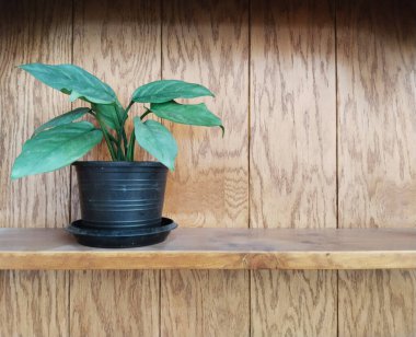 Canlı yeşil bir saksı bitkisi ahşap bir rafta gelişir, zengin ahşap kaplama zeminine karşı bir sıcaklık ve doğal zerafet hissi yaratır..