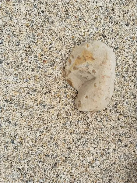 Yakın çekim, doğal oluşumların güzelliğini gözler önüne seren, çakıl taşlarından bir yatakta dinlenen yıpranmış, dokulu bir taşı ortaya çıkarır..