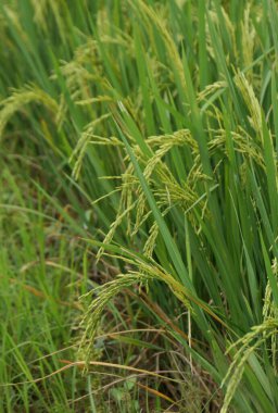 Canlı bir pirinç tarlası, yemyeşil saplarını ve narin tanelerini sergiliyor..