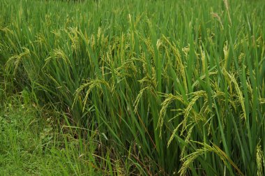 Canlı bir pirinç tarlası, yemyeşil saplarını ve narin tanelerini sergiliyor..