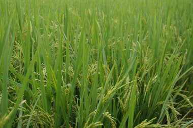 Canlı bir pirinç tarlası, yemyeşil saplarını ve narin tanelerini sergiliyor..