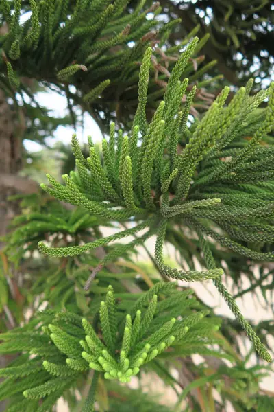 stock image Norfolk pine branches closeup exterior