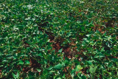 Soya Yeşil Fasulyesi Çiftliği Baharda Güneşli bir günde Brezilya 'da bir otoyol. Gün batımında soya tarlası.  