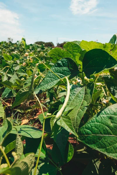 stock image Soy Green Beans Plantation Farm on Spring Sunny Day Next a Highway in Brazil. Soy Field at sunset.  