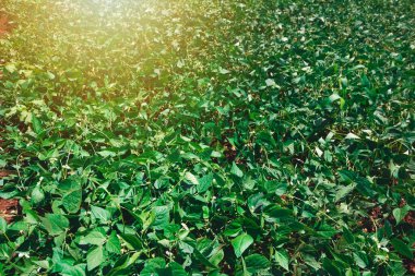 Soya Yeşil Fasulyesi Çiftliği Baharda Güneşli bir günde Brezilya 'da bir otoyol. Gün batımında soya tarlası.  