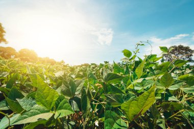 Soya Yeşil Fasulyesi Çiftliği Baharda Güneşli bir günde Brezilya 'da bir otoyol. Gün batımında soya tarlası.  