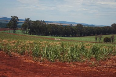 Mavi Bulutlu Gökyüzündeki Yeşil Şeker Çubuğu Çiftliği. Brezilya 'daki Tarla Tarlası Tarlası.  