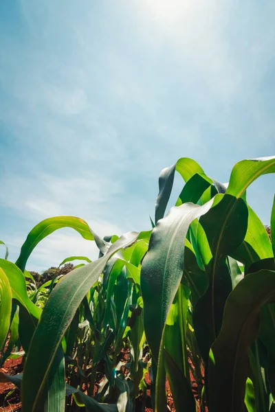 Kukoricaültetvény Farm Európai Tavasz Napsütéses Napján Autópálya Mellett Brazíliában Termesztett — Stock Fotó