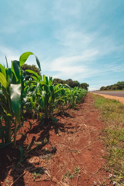 stock image Corn Plantation Farm on Spring Sunny Day Next a Highway in Brazil. Cultivated Field Landscape at Sunset.  