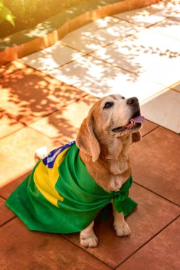 Garden 'da Brezilya Bayrağıyla Köpek. Sarı Gözlüklü Sevimli Beagle Brezilya 'nın şampiyonu olması için bayrak kaldırıyor..