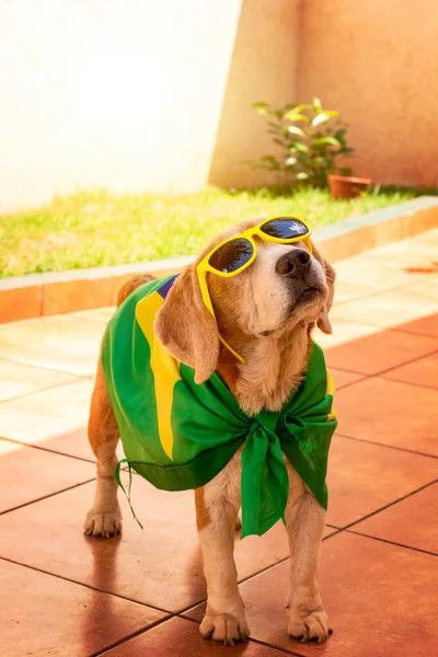 Dog With Brazil Flag at Garden. Cute Beagle With Yellow Glasses and Flag Cheering for Brazil to be the Champion.
