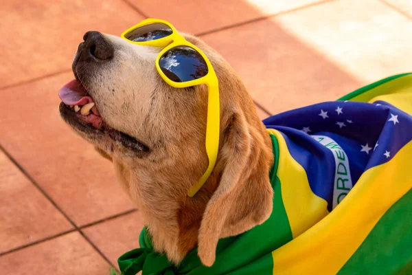 Собака Флагом Бразилии Саду Симпатичный Журавль Желтыми Стеклами Болельщиками Болеющий — стоковое фото
