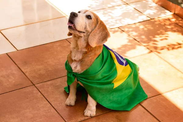 Dog With Brazil Flag at Garden. Cute Beagle With Yellow Glasses and Flag Cheering for Brazil to be the Champion.