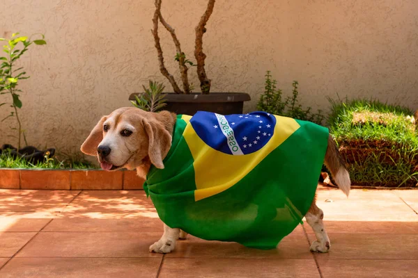 在花园挂满巴西国旗的狗 带黄色眼镜的可爱小猎犬和为巴西夺得冠军而欢呼的旗帜 — 图库照片