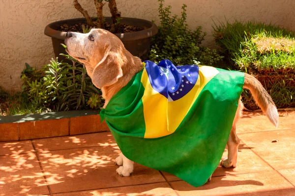 在花园挂满巴西国旗的狗 带黄色眼镜的可爱小猎犬和为巴西夺得冠军而欢呼的旗帜 — 图库照片