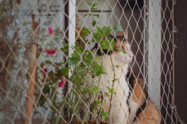 Orange Tricolor Cat on Window Screen Near Vase With Flowers and Herbs.