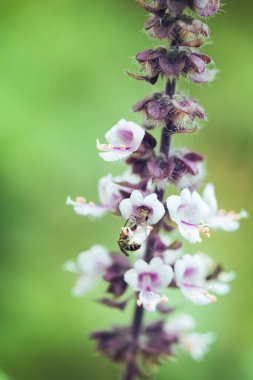 Spring Has Come - Colorful insects on white purple flower. 