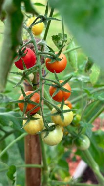 Home Made Cherry Tomato at Garden. Green, yellow and Red Tomato Plantation at Vase. clipart