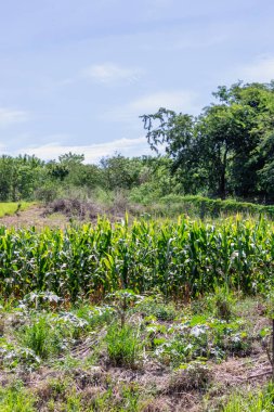 Bir Taze Mısır Kirli Tarlası Çiçekli Mısır Yaprağı 