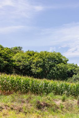 Bir Taze Mısır Kirli Tarlası Çiçekli Mısır Yaprağı 