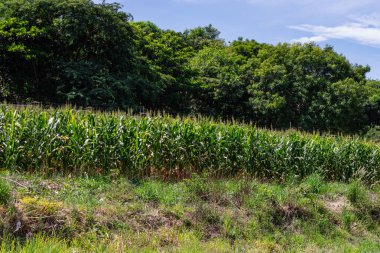Bir Taze Mısır Kirli Tarlası Çiçekli Mısır Yaprağı 