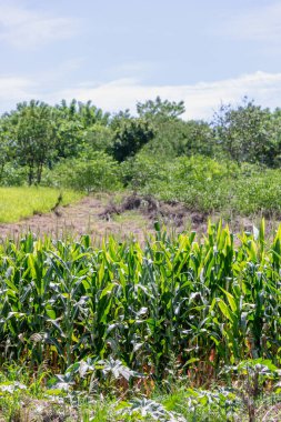 Bir Taze Mısır Kirli Tarlası Çiçekli Mısır Yaprağı 
