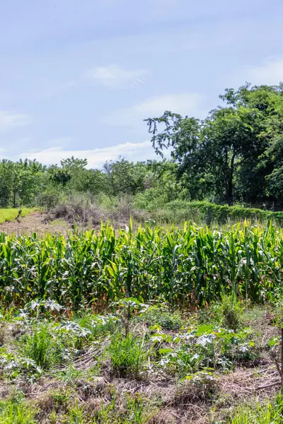 Bir Taze Mısır Kirli Tarlası Çiçekli Mısır Yaprağı 