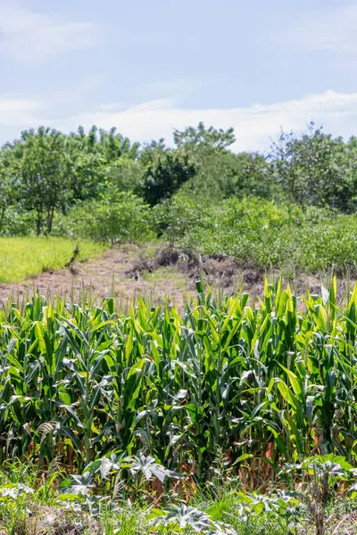 Bir Taze Mısır Kirli Tarlası Çiçekli Mısır Yaprağı 