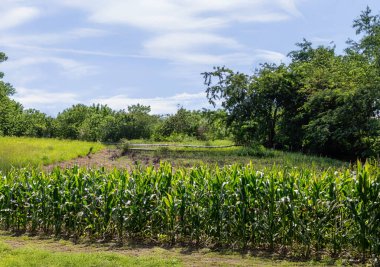 Bir Taze Mısır Kirli Tarlası Çiçekli Mısır Yaprağı 