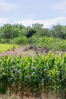 Bir Taze Mısır Kirli Tarlası Çiçekli Mısır Yaprağı 