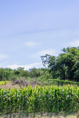 Bir Taze Mısır Kirli Tarlası Çiçekli Mısır Yaprağı 