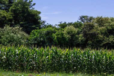 Bir Taze Mısır Kirli Tarlası Çiçekli Mısır Yaprağı 