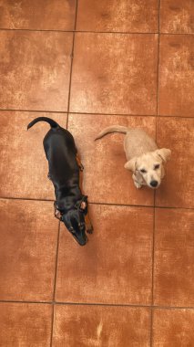 Siyah ve Beyaz Köpek Yavruları Metal Kapının Arkasına Bakıyor, Meraklı