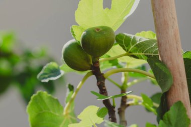 Güneşli bir ağaçta büyüyen Taze incirlerin yakın çekimi