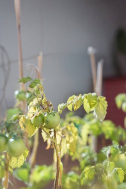 Bitkide Yeşil Domatesler Büyüyor