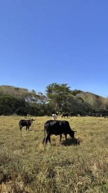 Güneşli kırsal alanda huzur içinde otlayan İnekler Ormanın Kıyısında