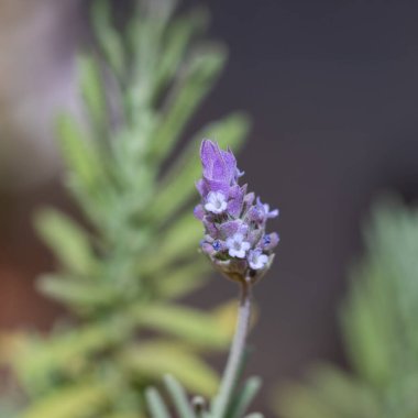Doğal Işıkta Çiçek Açan Lavanta Çiçeğinin Yakın Çekimi