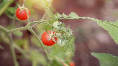 Vişneli Domatesler Sunset 'teki bir bahçede olgunlaşıyor.