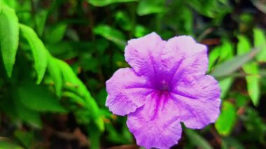 Paraleks efektli güzel mor çiçeğe yaklaş.