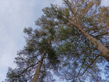 Yükselen çam ağaçlarının gövdeleri ve dalları yumuşak mavi gökyüzüne karşı yükselir. Perspektif, ağaçların yüksekliğini ve zarafetini vurguluyor, sakin ve doğal bir atmosfer yaratıyor..