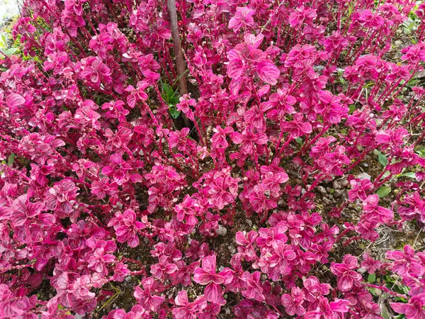 Bahçedeki kırmızı ve yeşil bitkiler