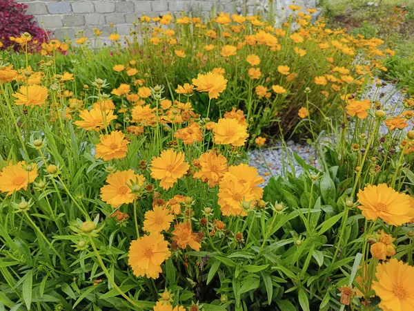 Güzel ve güzel sarı jesanghua çiçekleri bahçede yetişir.