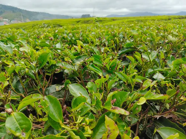 Alahan Panjang Çay Çiftliği Ruhu Bozan Cazibesi