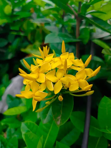 Bulanık arkaplanda güzel sarı çiçekler ve yeşil yaprakların portresi
