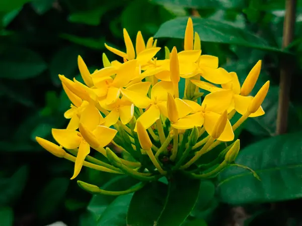 Bulanık arkaplanda yeşil yapraklarla çevrili sarı çiçekler.